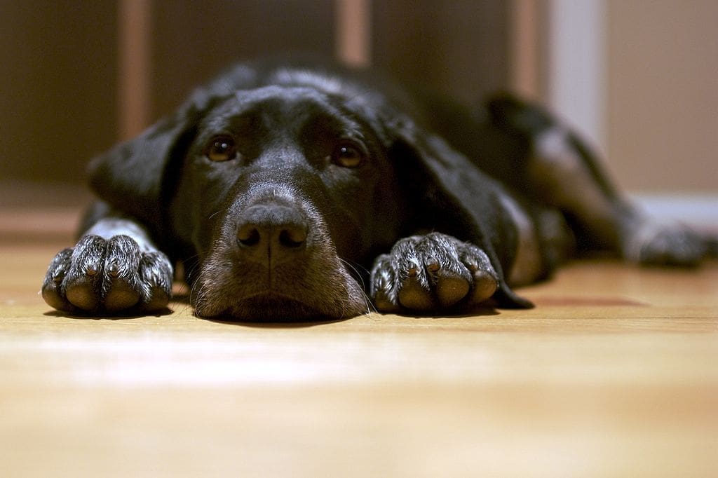 Durafloor