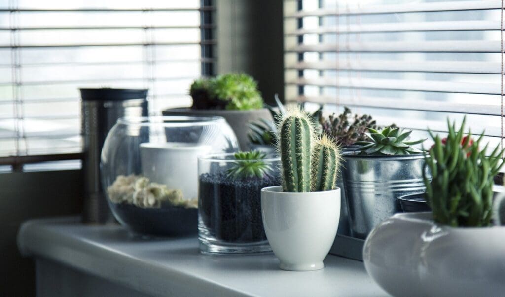 plantas