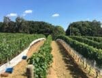 vinícolas